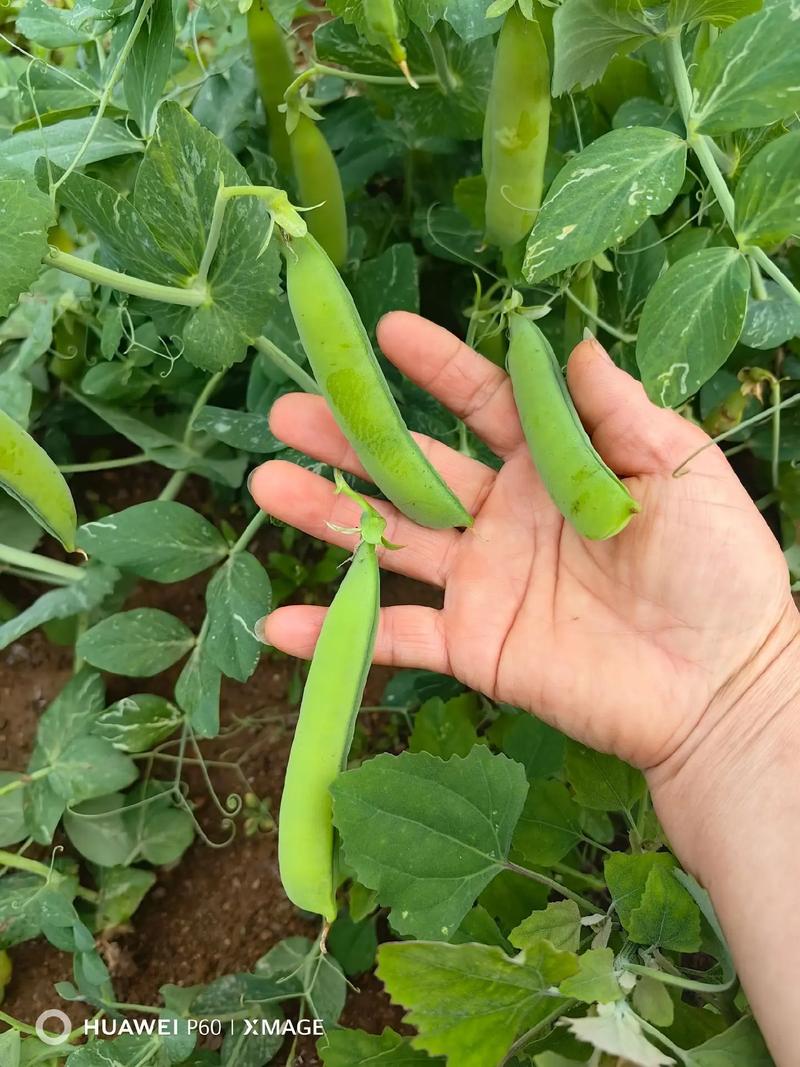 豌豆荚手机助手下载教程：简单几步搞定