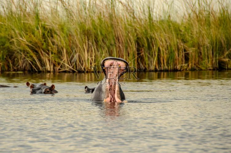河马是游泳还是走路?揭秘河马在水里的移动方式