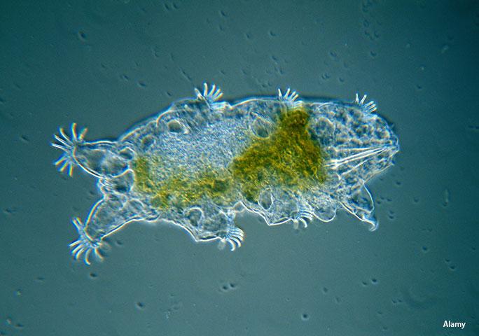 水仙花与水熊虫:谁的生命力更顽强?