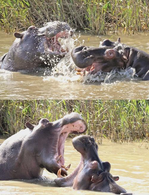 河马是游泳还是走路?揭秘河马在水里的移动方式