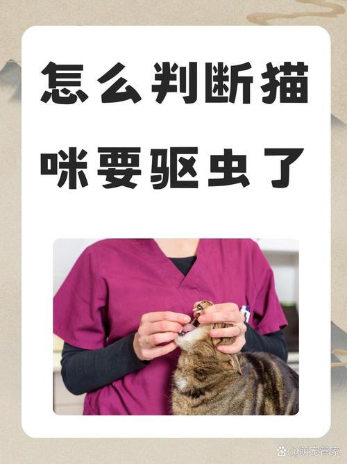 当你的猫咪更新地址找不到怎么办?解决方法都在这里!