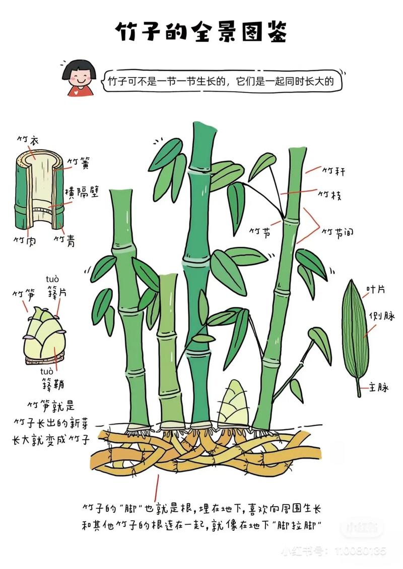 竹子是草还是树？深度解析竹子的植物学分类！