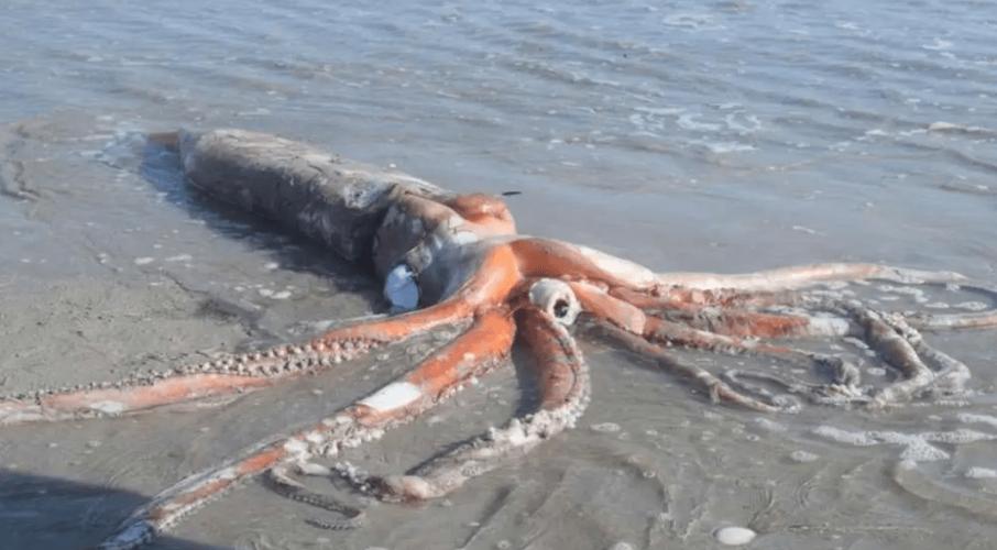 还在找克拉肯城市版本?这里有你想要的所有版本信息