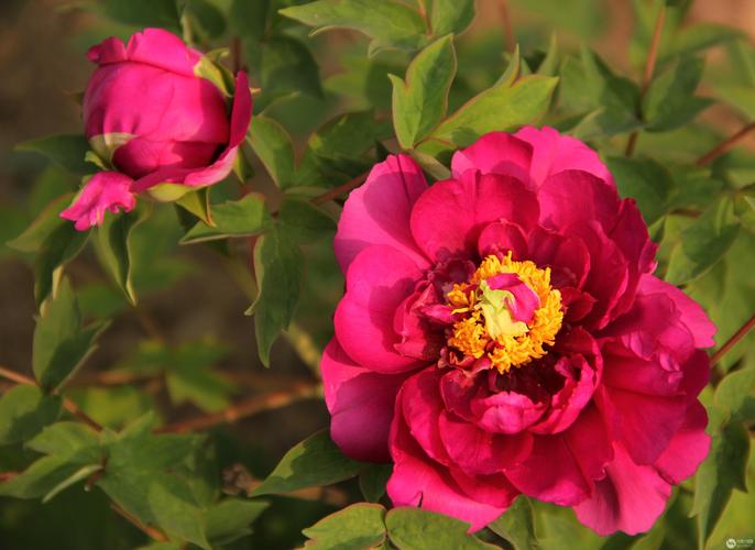 国色天香社区手机免费观看：不用花钱也能看大片