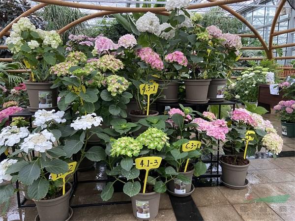 优艳之花最新版本更新内容：新增功能及优化详解