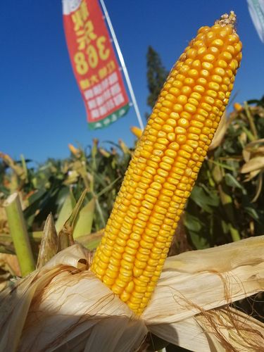 SOA续集最新版本震撼来袭！有哪些新功能？