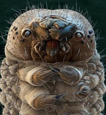 水仙花与水熊虫:谁的生命力更顽强?