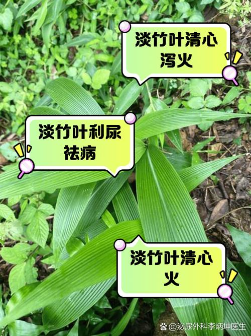 竹子是草还是树？深度解析竹子的植物学分类！