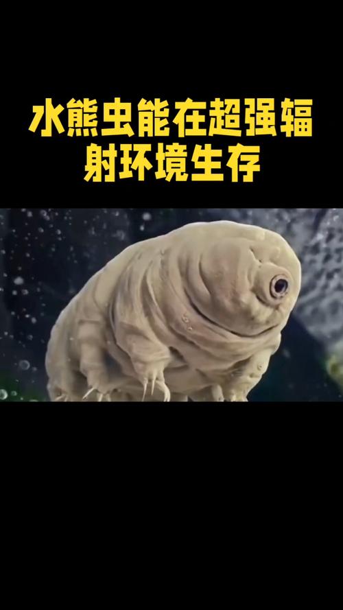 水仙花与水熊虫:谁的生命力更顽强?