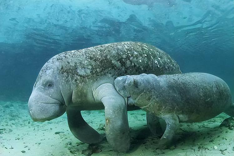 美人鱼原型竟是它？带你了解儒艮这种濒危的海洋动物。