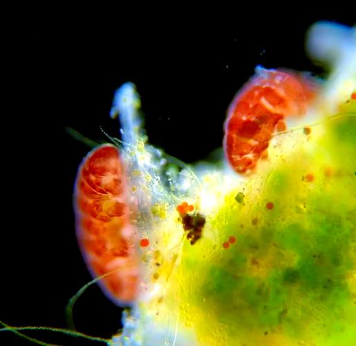 水仙花与水熊虫:谁的生命力更顽强?