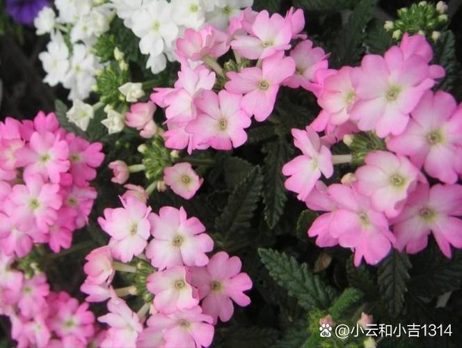 还在玩旧版优艳之花?快来升级最新版本体验吧!