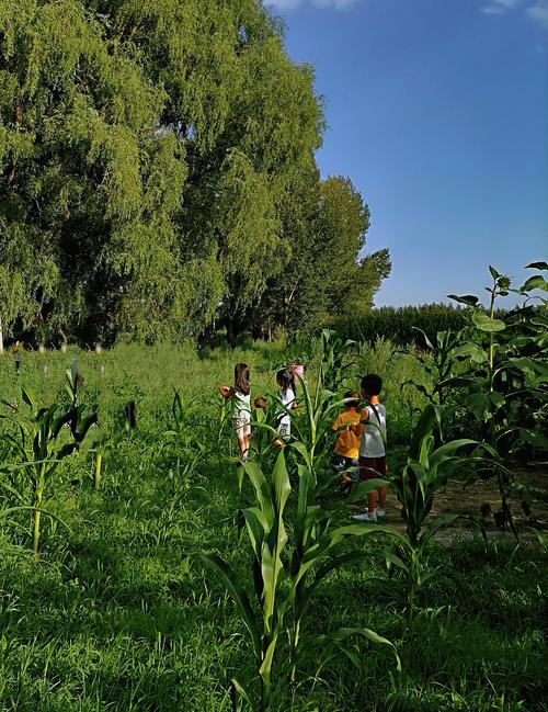 乡村生活的快乐暑假游戏官网:轻松休闲手游推荐