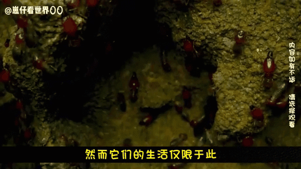 世界之卵安卓版资源:超多玩家都在玩