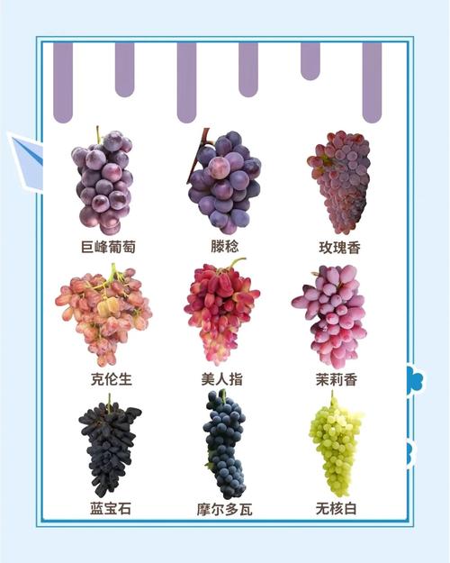 各大平台葡萄成熟时下载方法对比，哪个最方便？