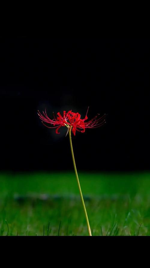 彼岸花版本大全:不同版本彼岸花的精彩呈现