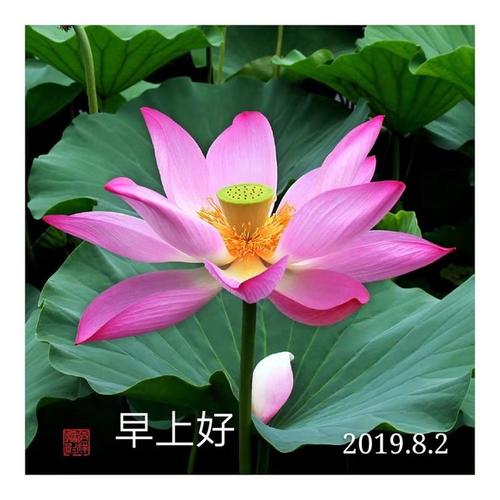 安卓手机如何下载优艳之花:详细步骤及注意事项