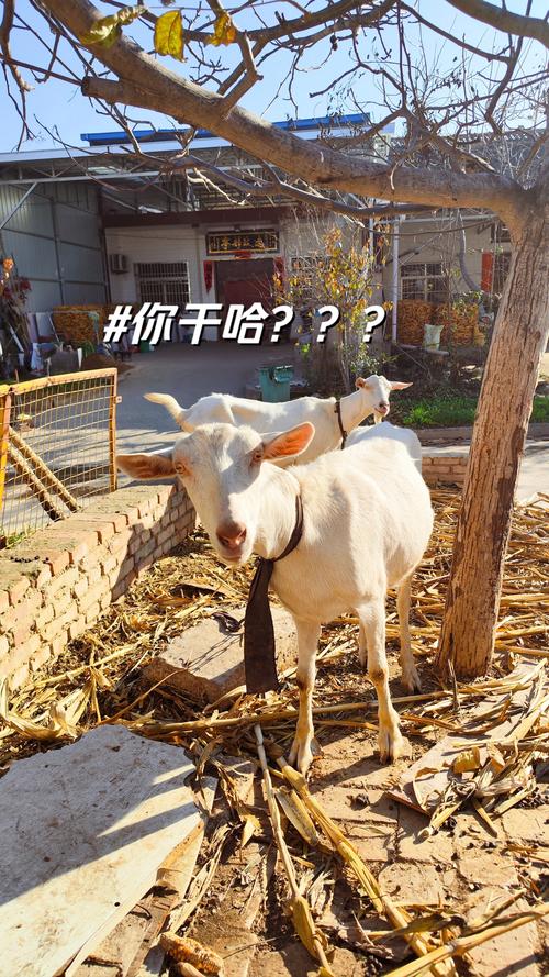 解锁小羊绅士:家庭教师主题游戏火热来袭!