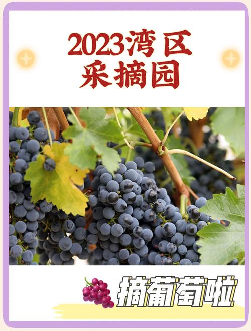 寻找葡萄成熟时下载地址:高清无损音乐轻松获取