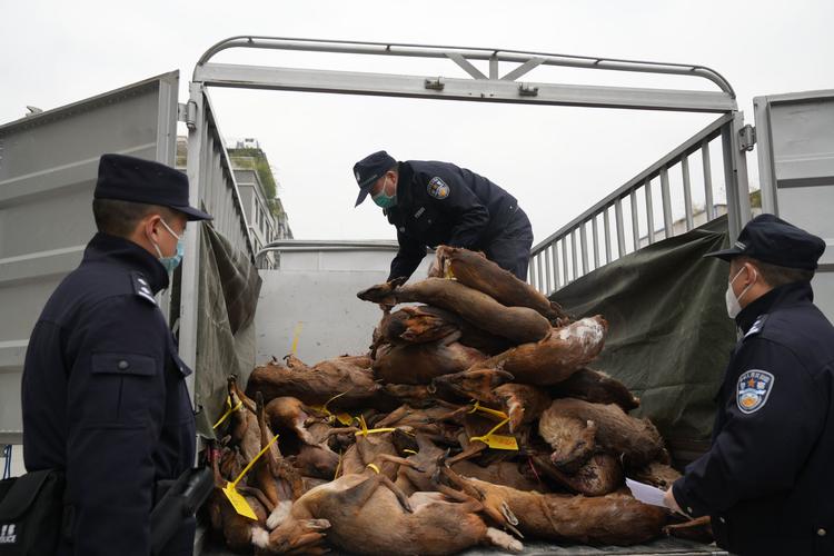 淫魂狩猎最新进展:揭秘非法狩猎团伙,打击犯罪维护秩序