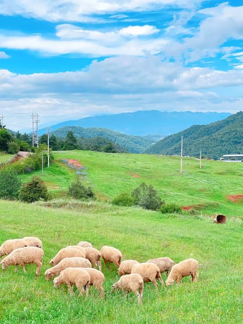 完整版青青草原:你想看的都在这里