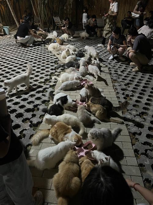 收集了所有小野猫N上版本,总有一款适合你