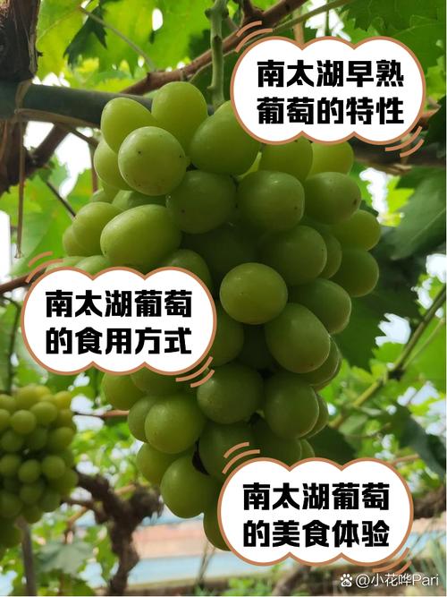 各大平台葡萄成熟时下载方法对比，哪个最方便？