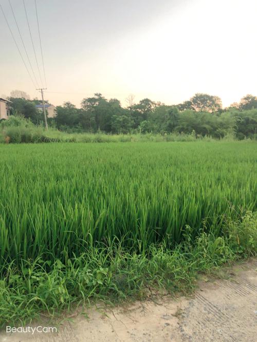 我的乡村生活汉化版下载安装:轻松体验乡村生活