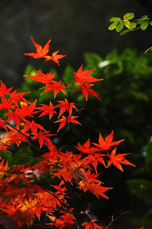 各个版本枫之恋大比拼:哪个版本更值得一玩?