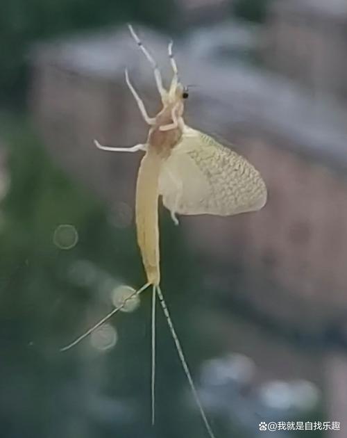 还在找蜉蝣V0.2下载?这里有你想要的资源!