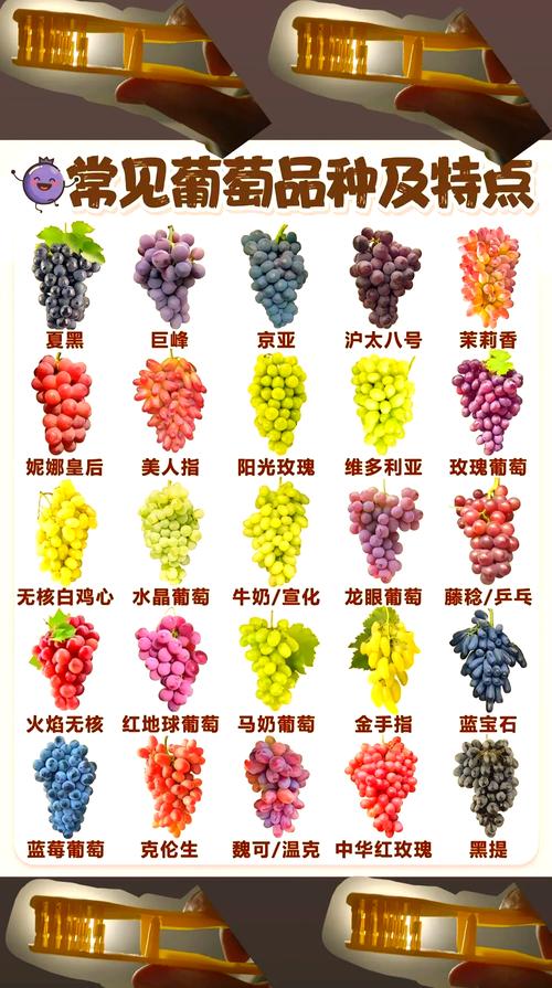 各大平台葡萄成熟时下载方法对比，哪个最方便？