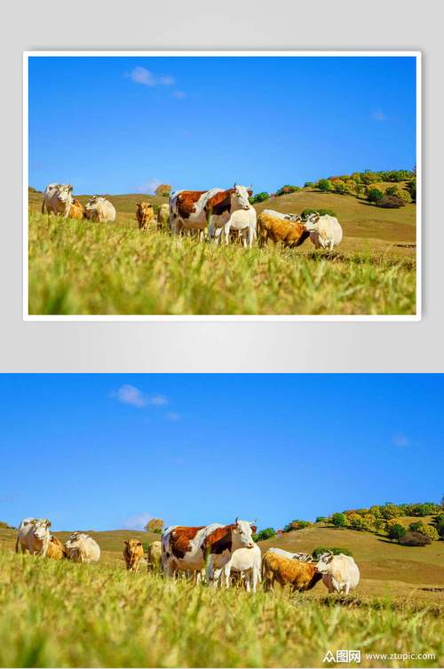 最新青青草原官方正式版下载:体验快乐农场生活