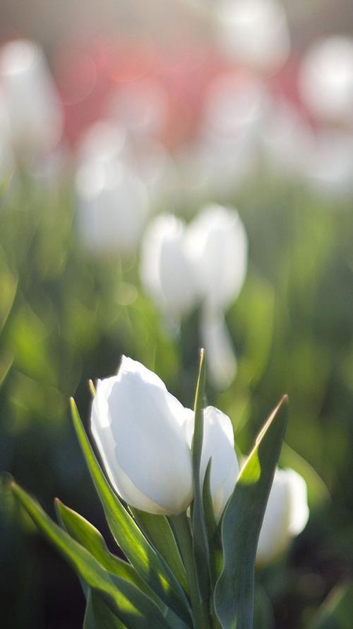 想看烂漫?官方正式版下载最新版,就在这里!