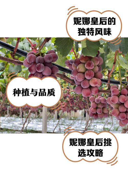 葡萄成熟时：安妮的幻想之旅，你准备好了吗？