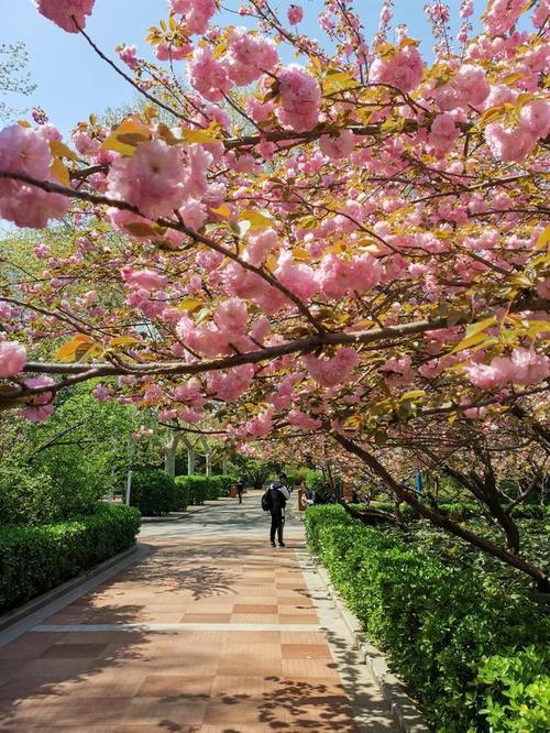 寻找红樱花馆最新版本？这里有你想要的下载链接