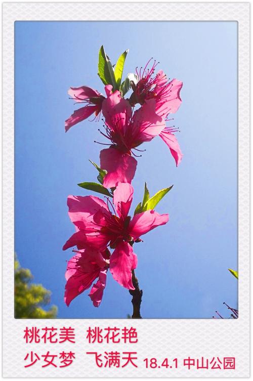 安卓手机如何下载优艳之花:详细步骤及注意事项