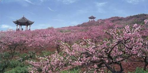 想玩桃花境?教你快速找到下载地址和方法!
