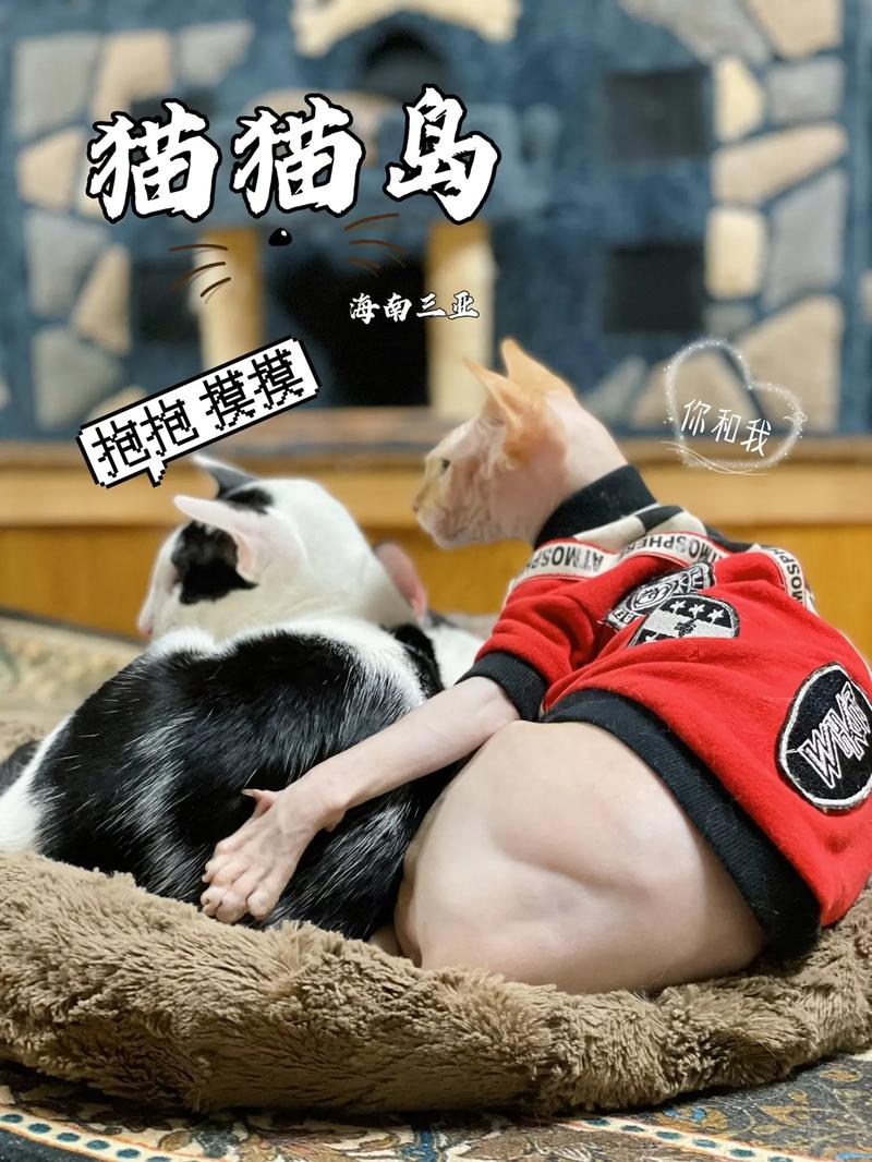 喵喵岛2官方正式版最新版下载：即刻体验，开启冒险！