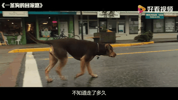 人狗情未了电影下载地址：超清资源等你来看