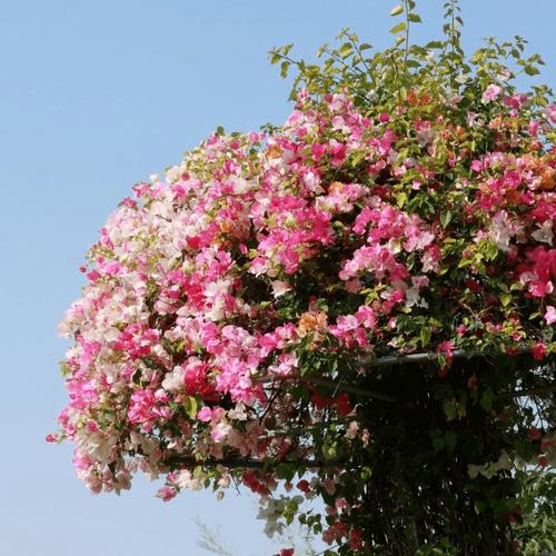 想看烂漫?官方正式版下载最新版,就在这里!