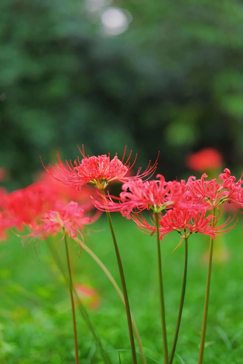彼岸花版本大全:不同版本彼岸花的精彩呈现