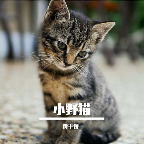 收集了所有小野猫N上版本,总有一款适合你