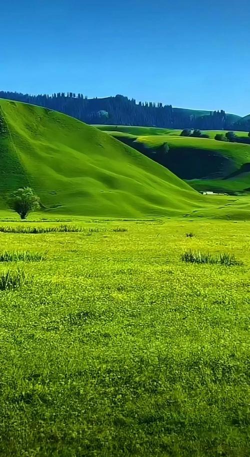 最新青青草原官方正式版下载:体验快乐农场生活