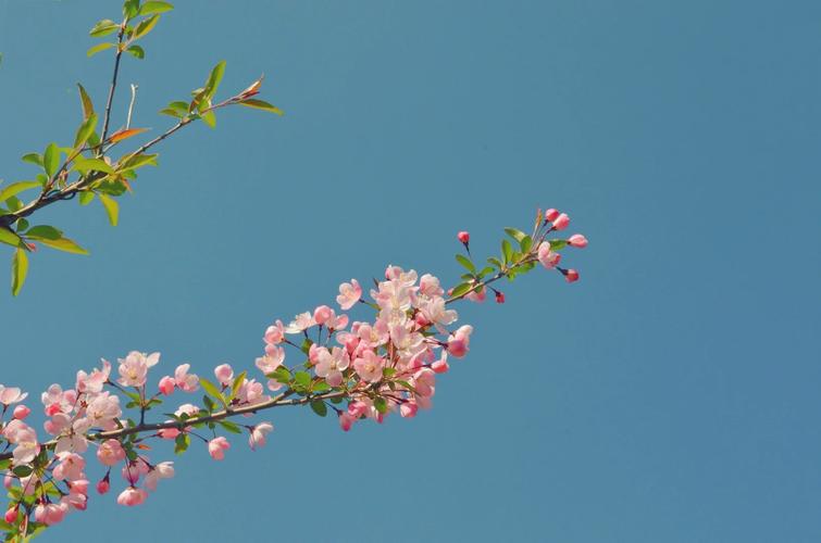 寻找红樱花馆最新版本？这里有你想要的下载链接