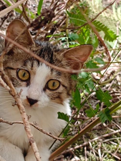 野猫官网:免费领取百度网盘SVIP,海量资源任你下载!