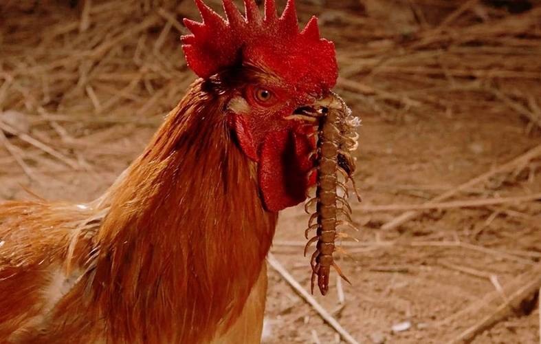 最后的邪恶版本大全:游戏攻略与版本详解