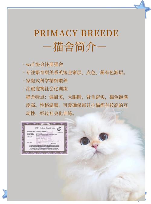 猫研社官网地址：沉浸式日系恋爱，治愈系猫猫等你！
