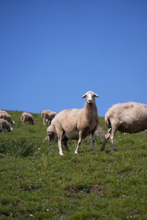 快速下载青青草原,几步搞定!