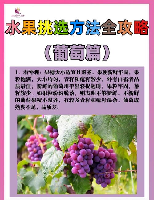 寻找葡萄成熟时下载地址:高清无损音乐轻松获取