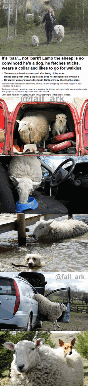 想下载小羊却怕受骗?远离生活诱惑的陷阱